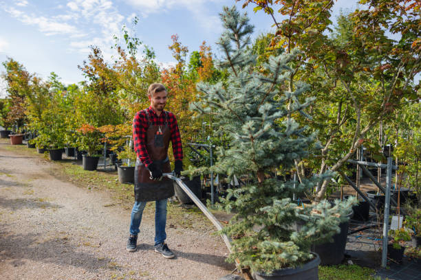 How Our Tree Care Process Works  in Laymantown, VA